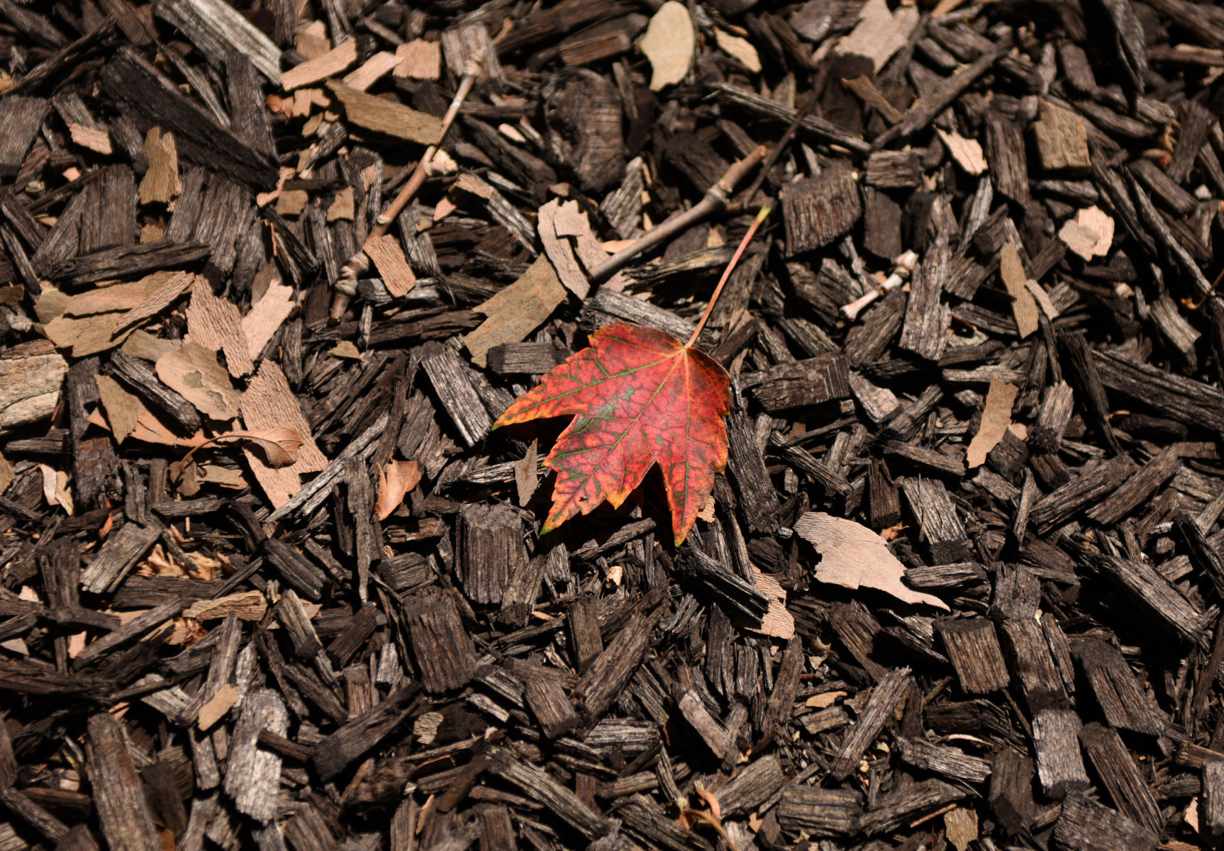 Fall colors (copy)